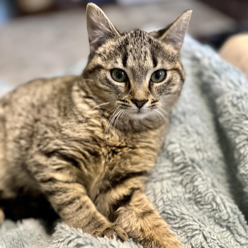 Enlarge Betsy, a Adoptable Domestic Short Hair in Ephrata, PA image 1/4