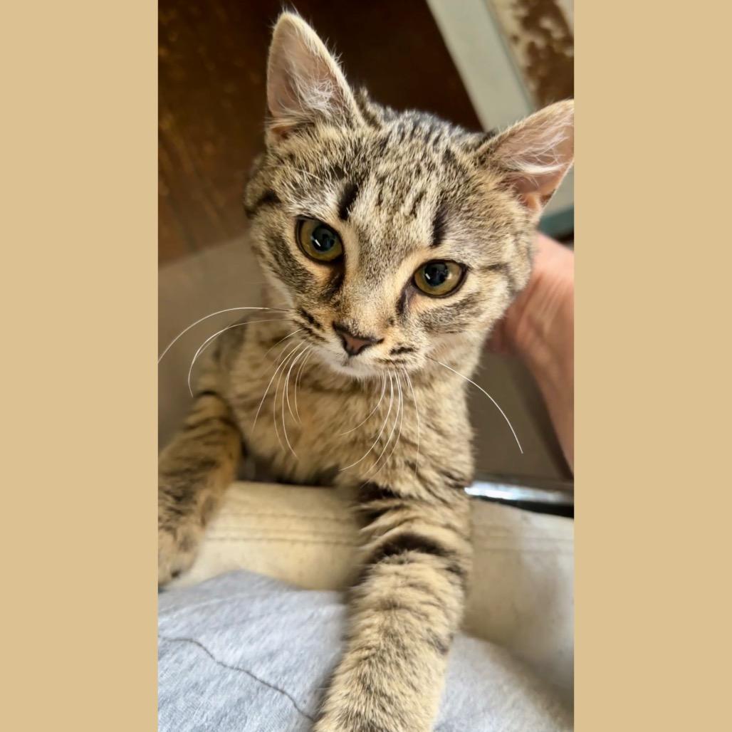 Enlarge Betsy, a Adoptable Domestic Short Hair in Ephrata, PA image 2/4