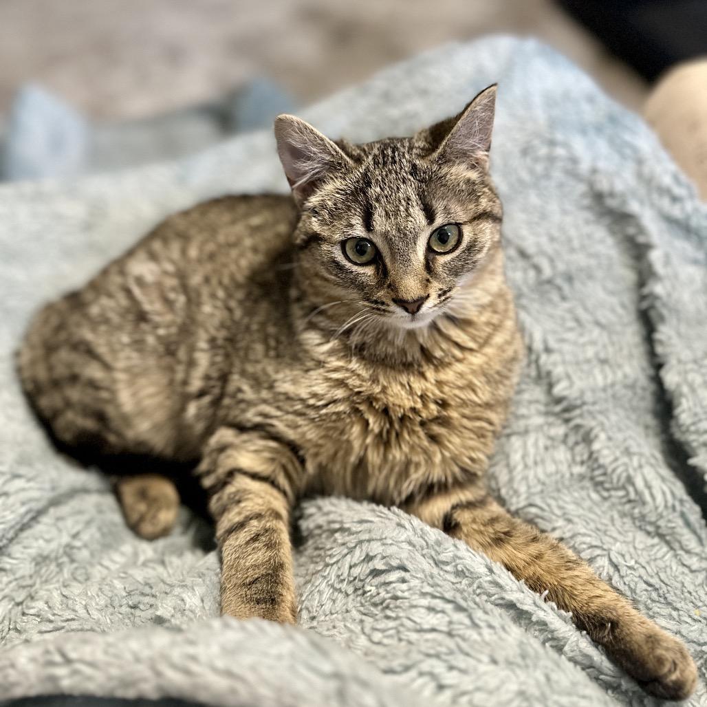 Enlarge Betsy, a Adoptable Domestic Short Hair in Ephrata, PA image 3/4