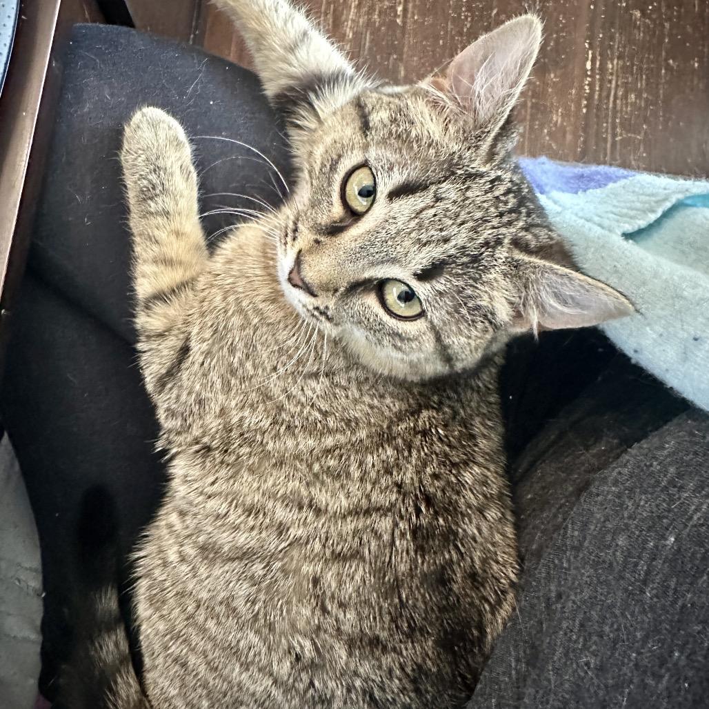 Enlarge Betsy, a Adoptable Domestic Short Hair in Ephrata, PA image 4/4