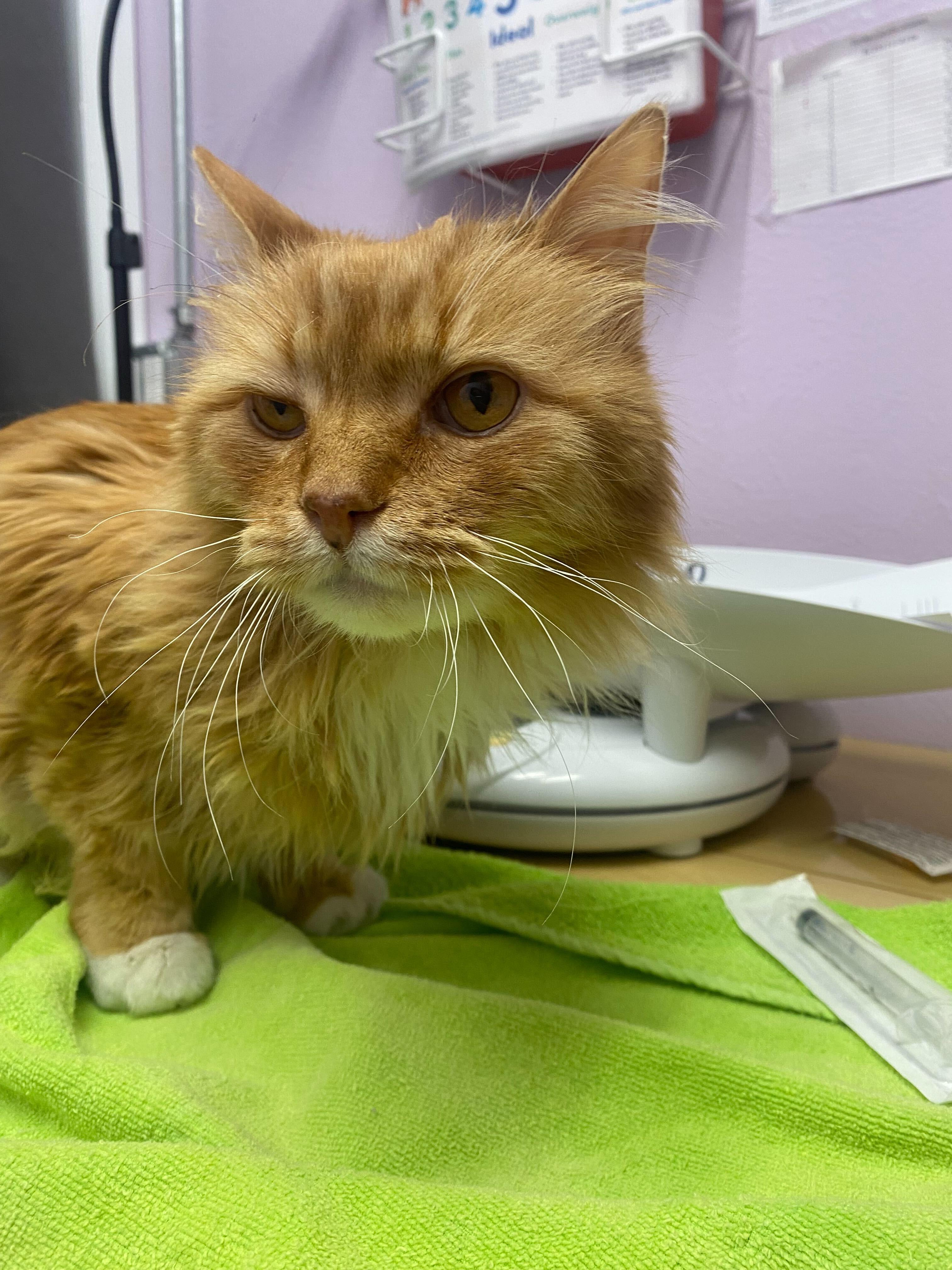Riley, Adoptable, Senior Male Domestic Long Hair.