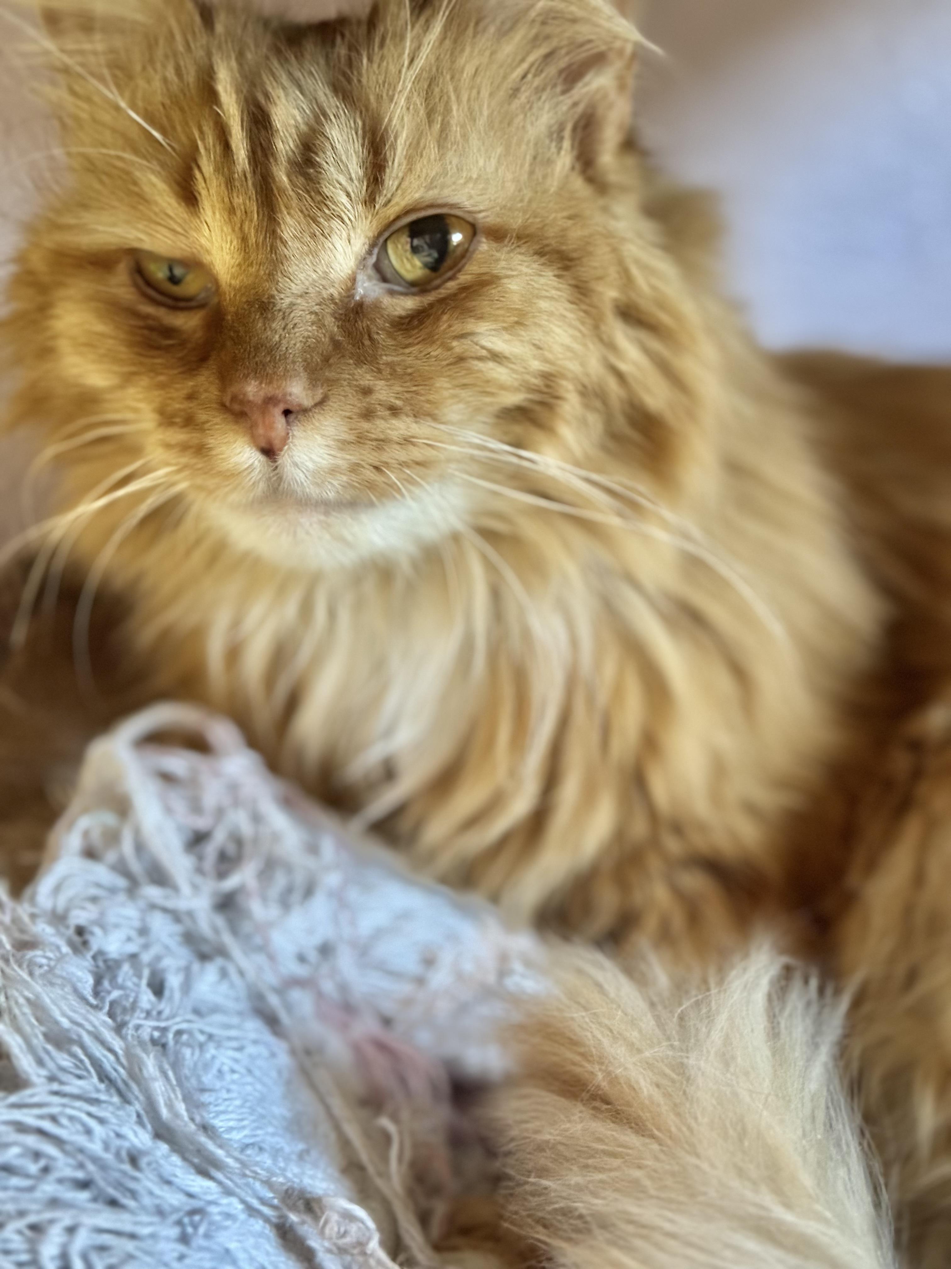 Enlarge Riley, a Adoptable mixed breed in Lakewood, CO image 2/4