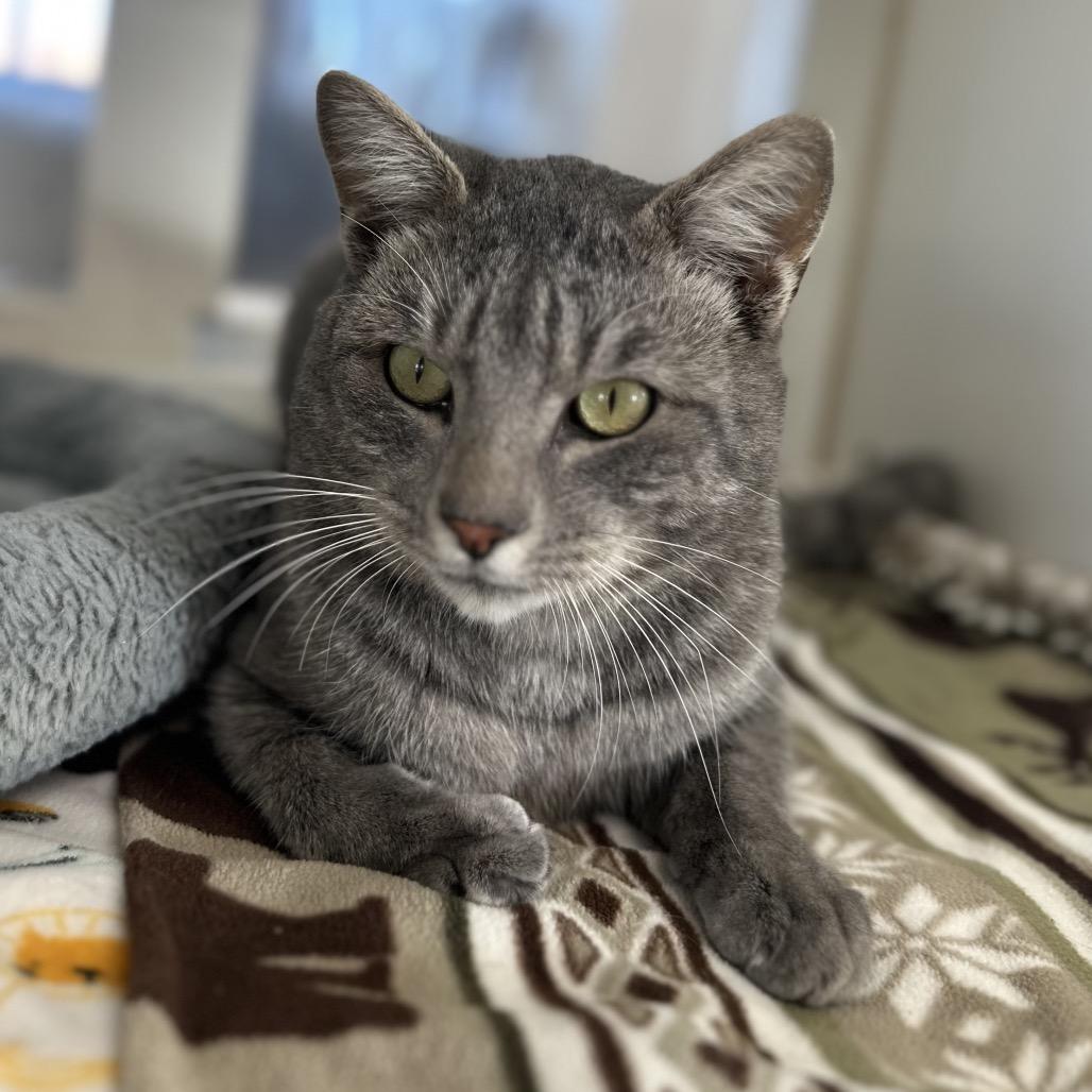 Oleander, a ADOPTABLE Domestic Short Hair in Fallon, NV image 1/2