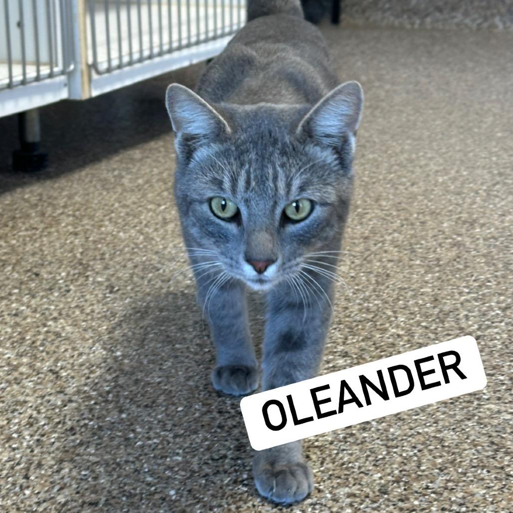 Oleander, a ADOPTABLE Domestic Short Hair in Fallon, NV image 2/2