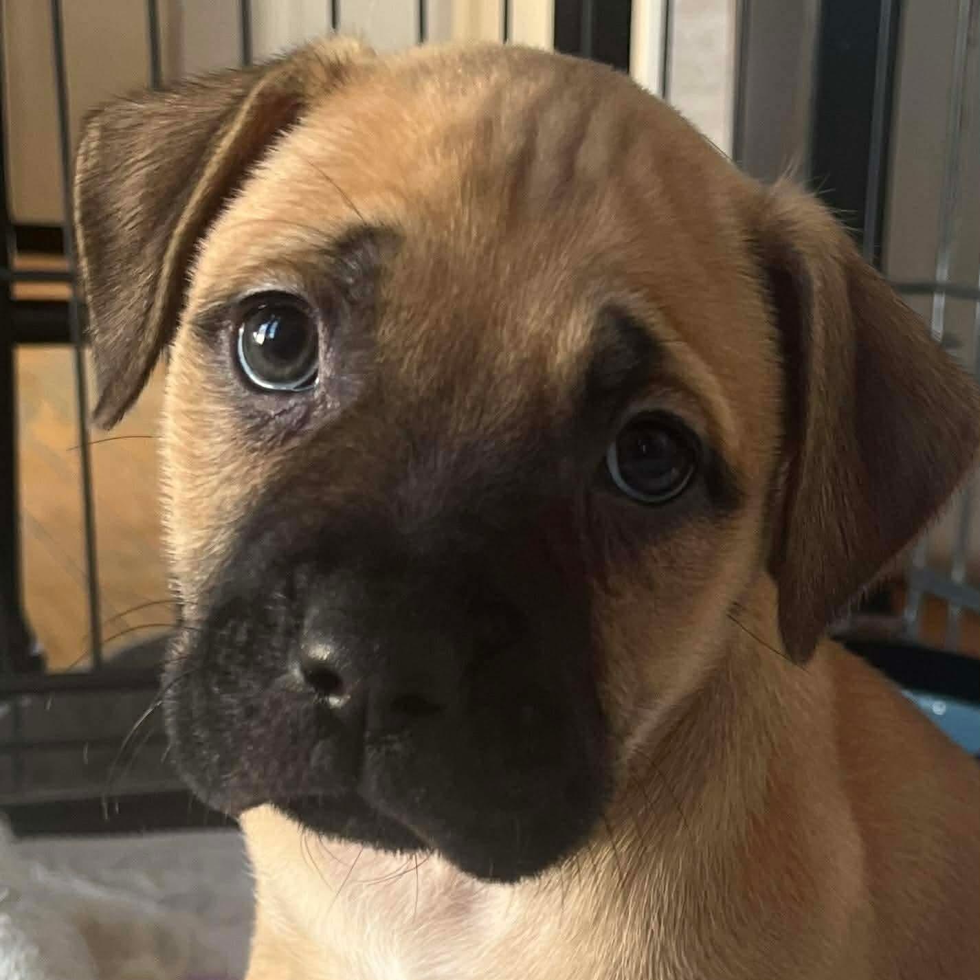 Helen, Adoptable, Puppy Female Labrador Retriever & Pit Bull Terrier.