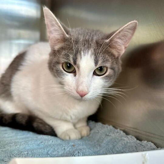 Mike, Adoptable, Adult Male Domestic Short Hair.