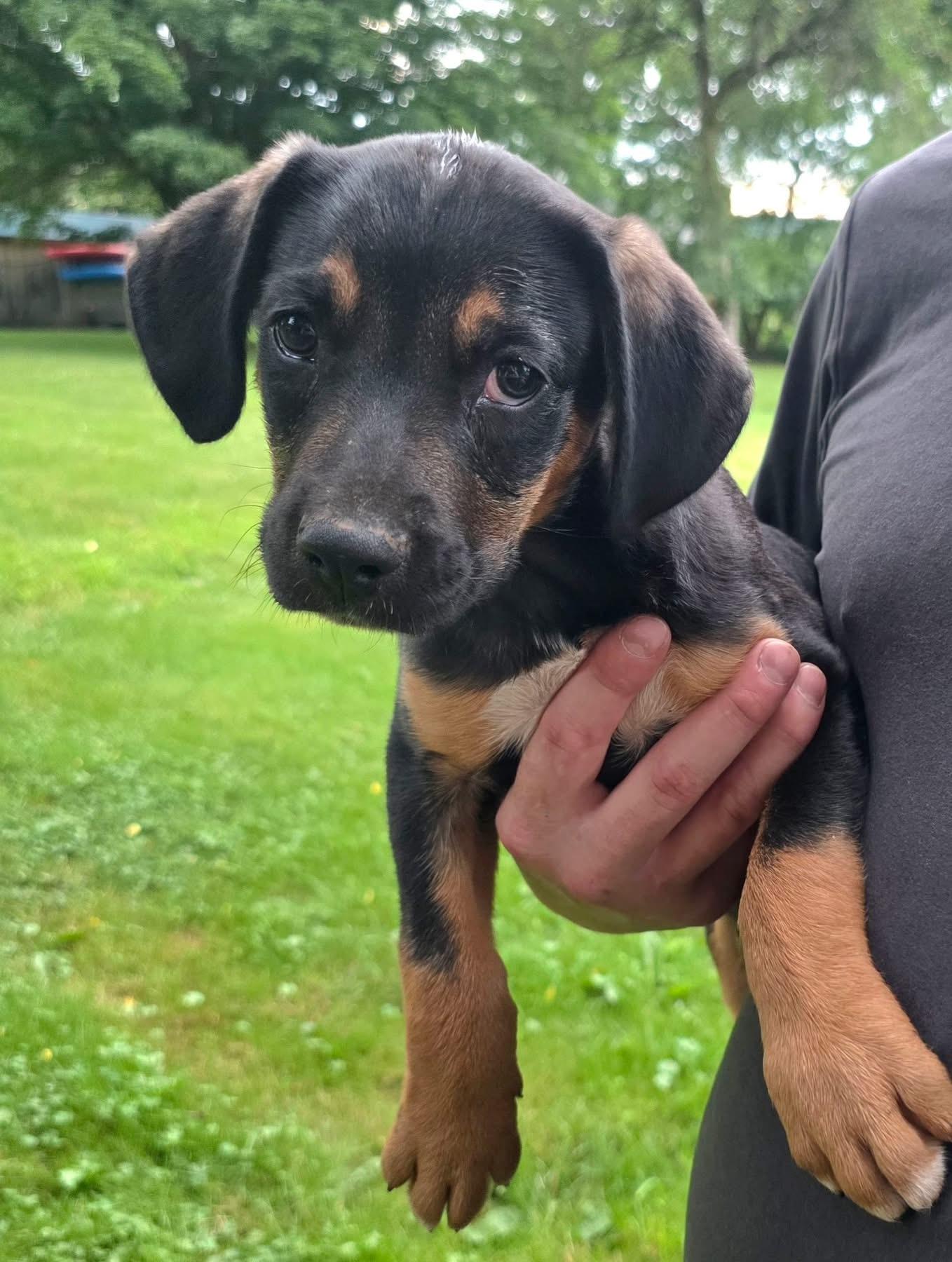 Enlarge Rugar, an adopted mixed breed in Salamanca, NY image 1/1
