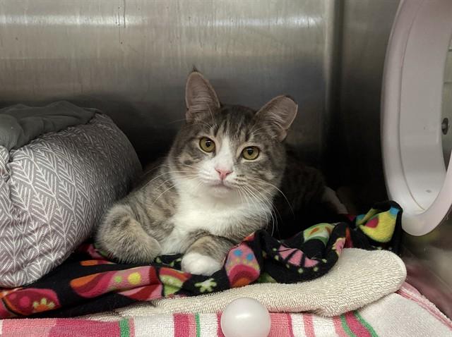 OLIVER, a Adoptable Domestic Short Hair in Fremont, CA image 3/3