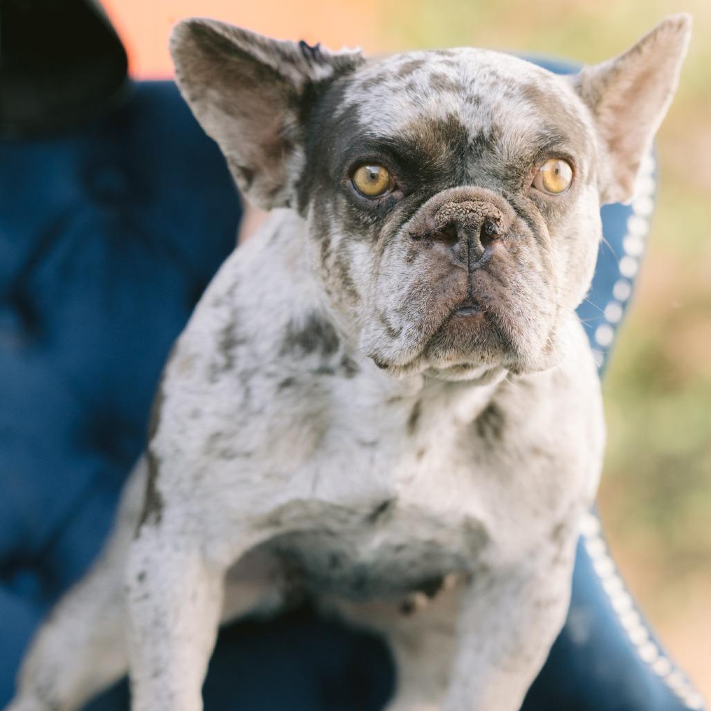 Enlarge Top of the Morning, a Adoptable French Bulldog in Zionsville, IN image 1/1
