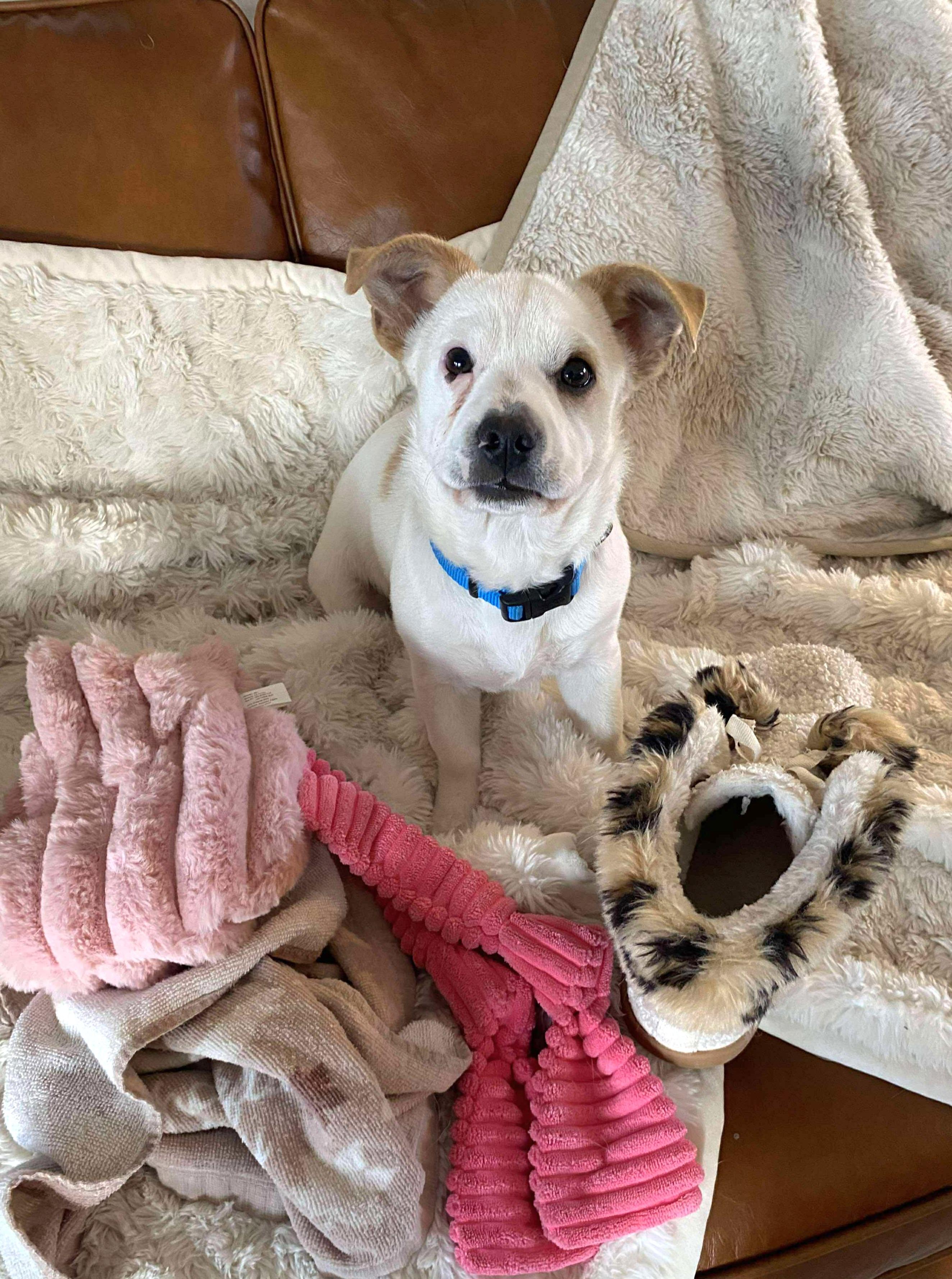 Perry, a Adoptable Mixed Breed in Cedar Rapids, IA image 5/6