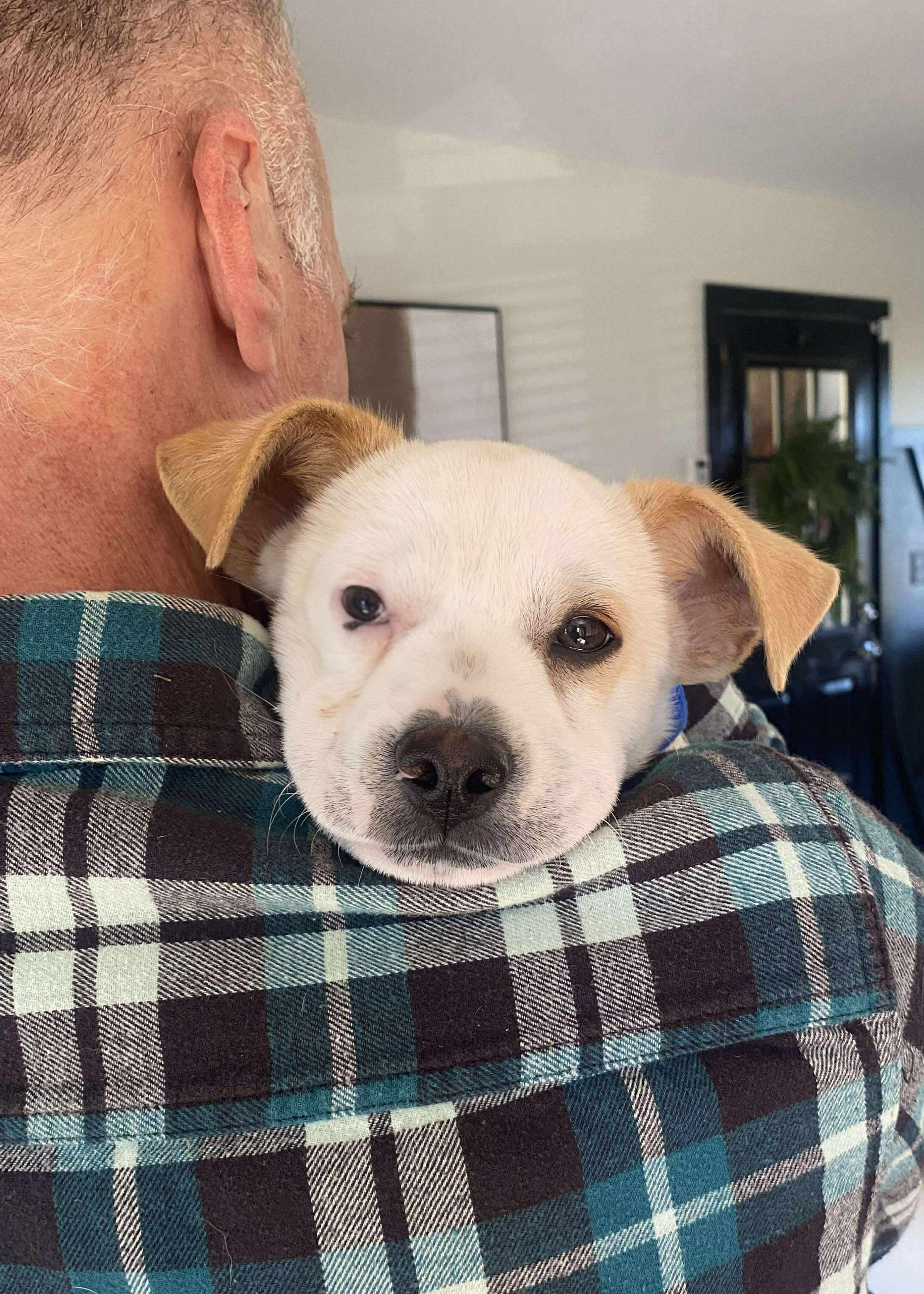 Perry, a Adoptable Mixed Breed in Cedar Rapids, IA image 4/6