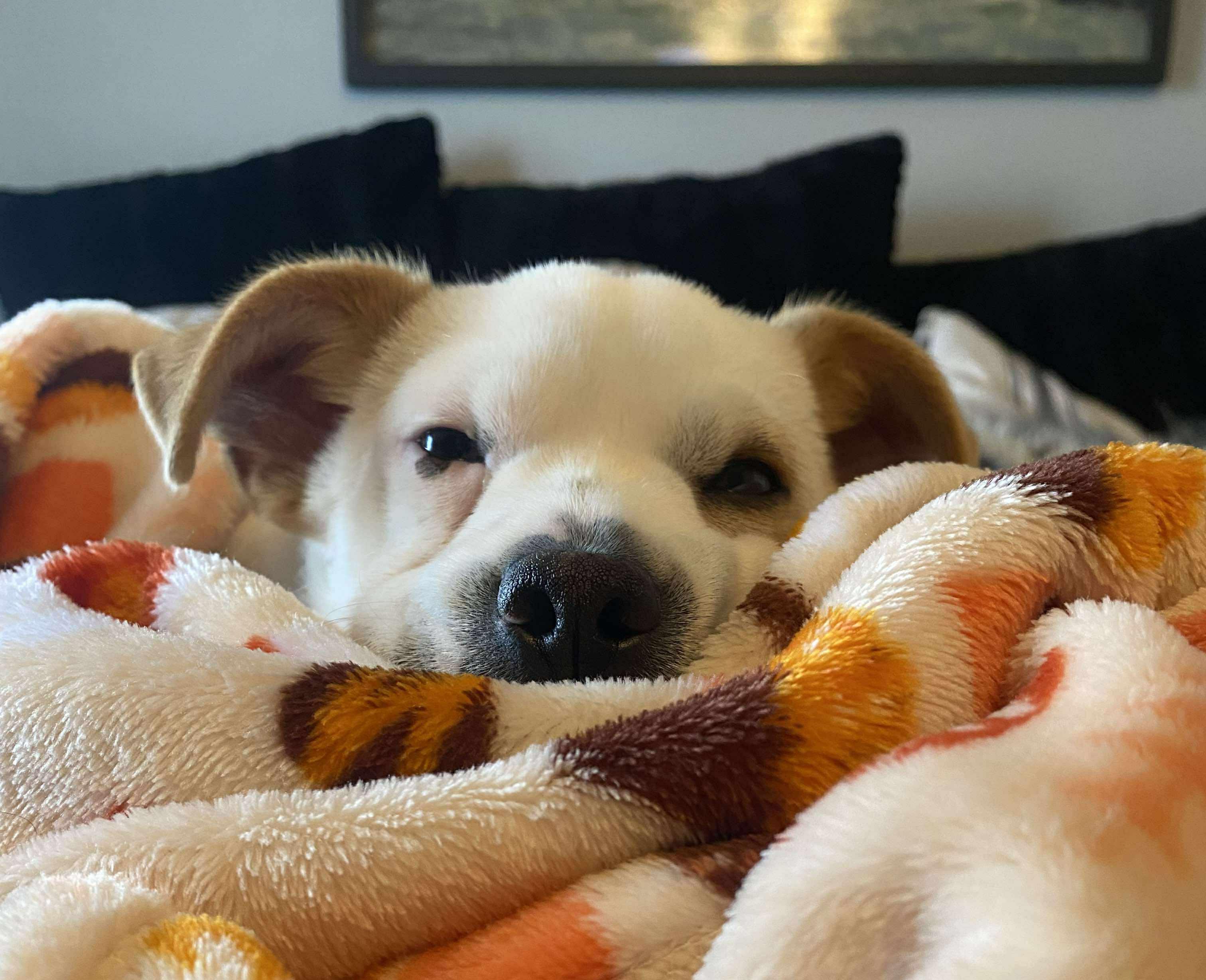 Perry, a Adoptable Mixed Breed in Cedar Rapids, IA image 2/6