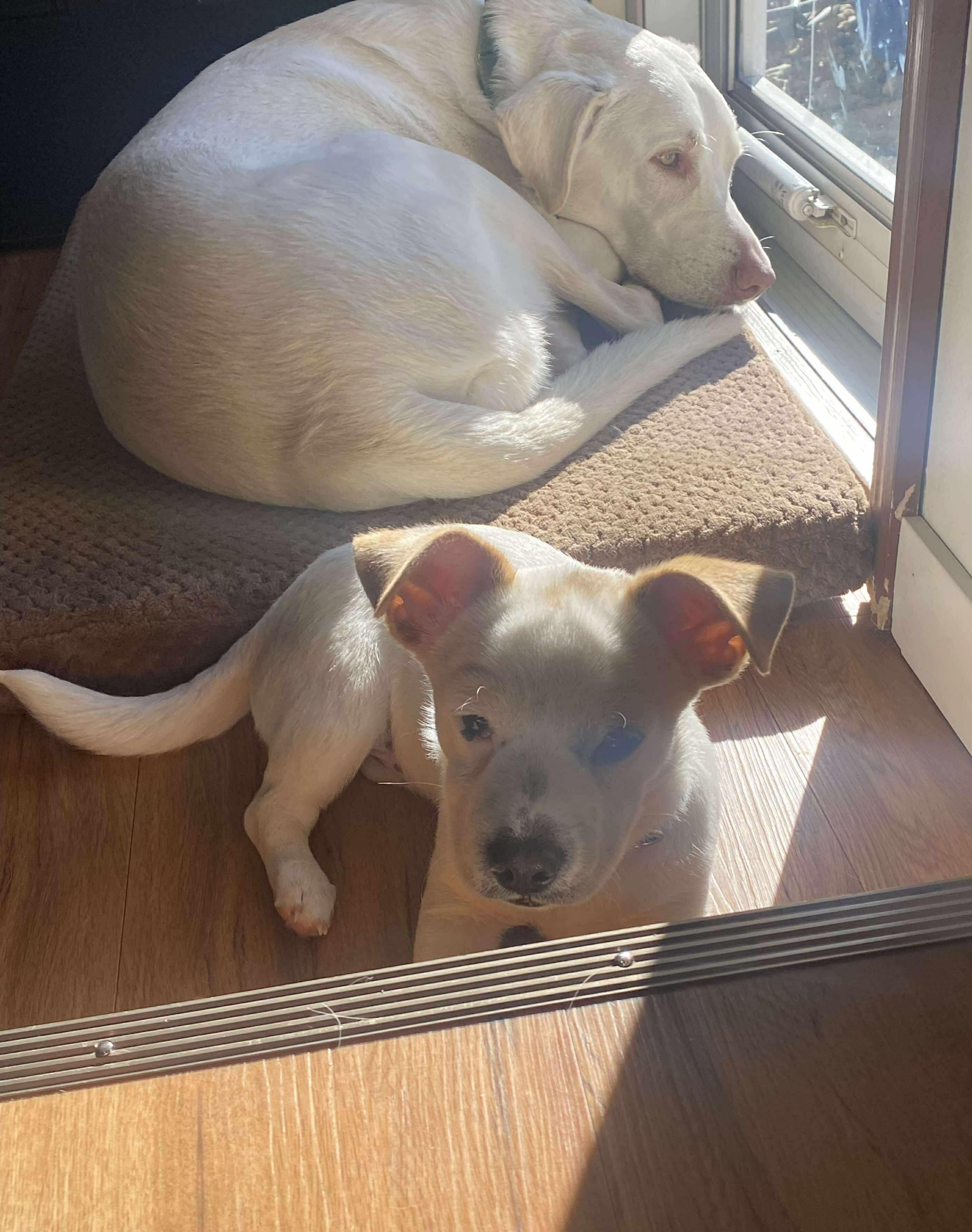 Perry, a Adoptable Mixed Breed in Cedar Rapids, IA image 3/6