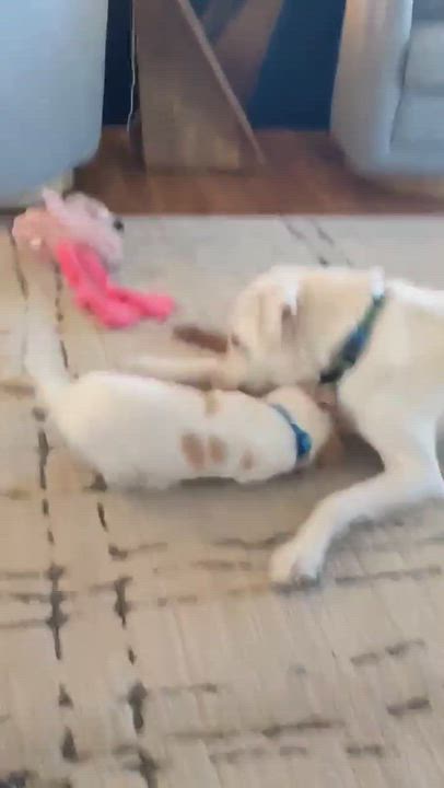 Enlarge Perry, a Adoptable Mixed Breed in Cedar Rapids, IA video 6/6