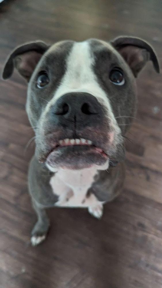 CD:Ruger, Adoptable, Young Male Staffordshire Bull Terrier & Boxer.