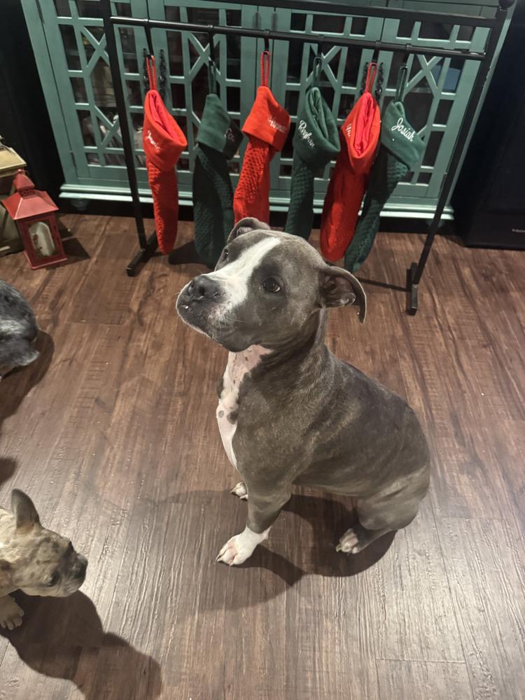 Enlarge CD:Ruger, a Adoptable mixed breed in Aurora, IN image 2/4