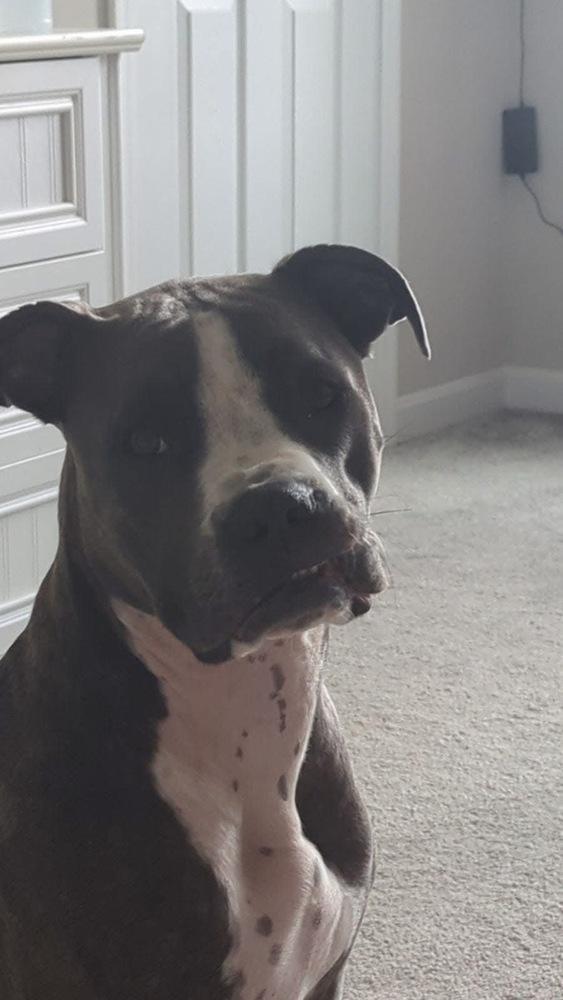 Enlarge CD:Ruger, a Adoptable mixed breed in Aurora, IN image 3/4