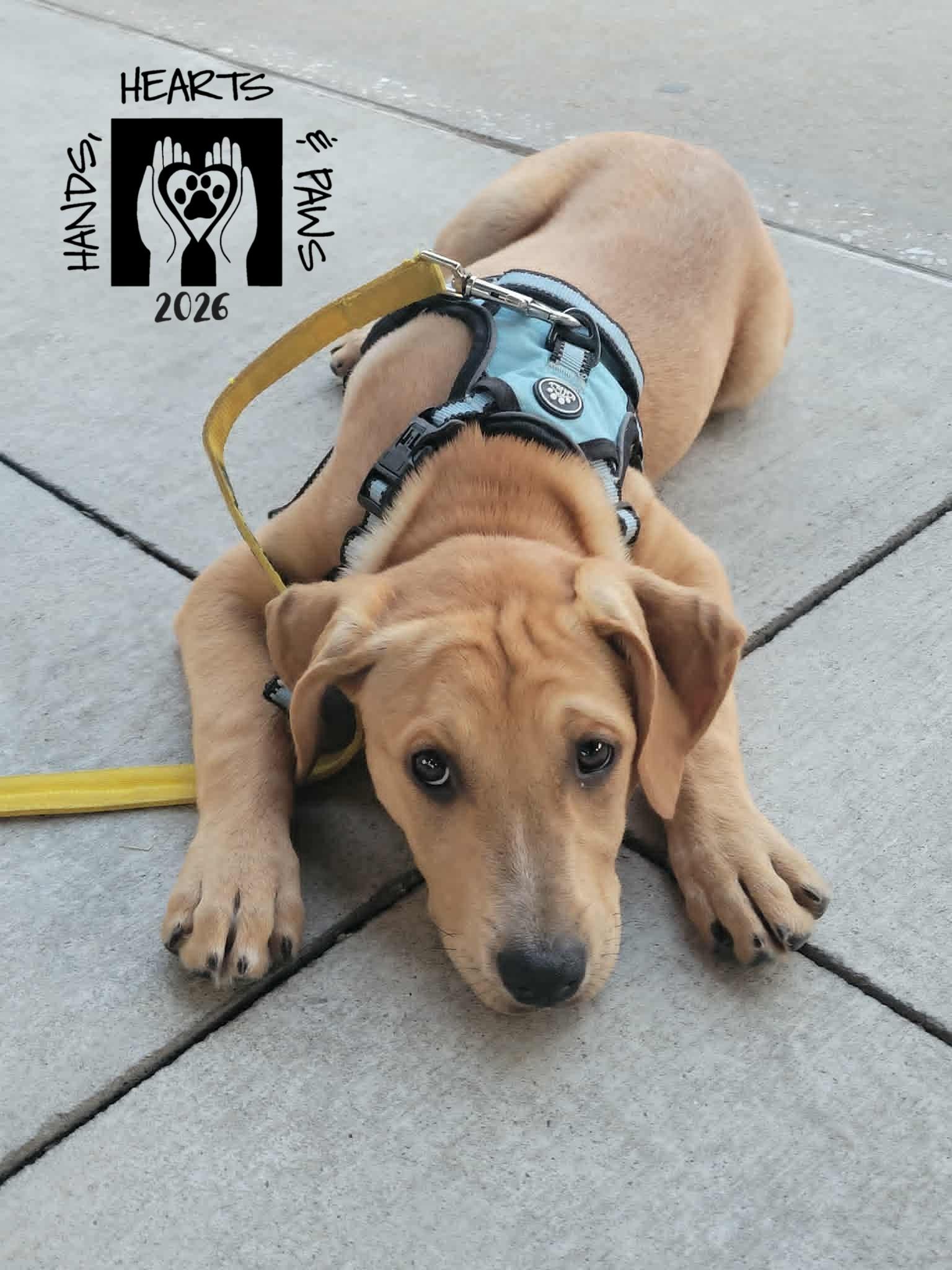 Tequila Sunrise, adopted, Puppy Female Australian Cattle Dog / Blue Heeler.