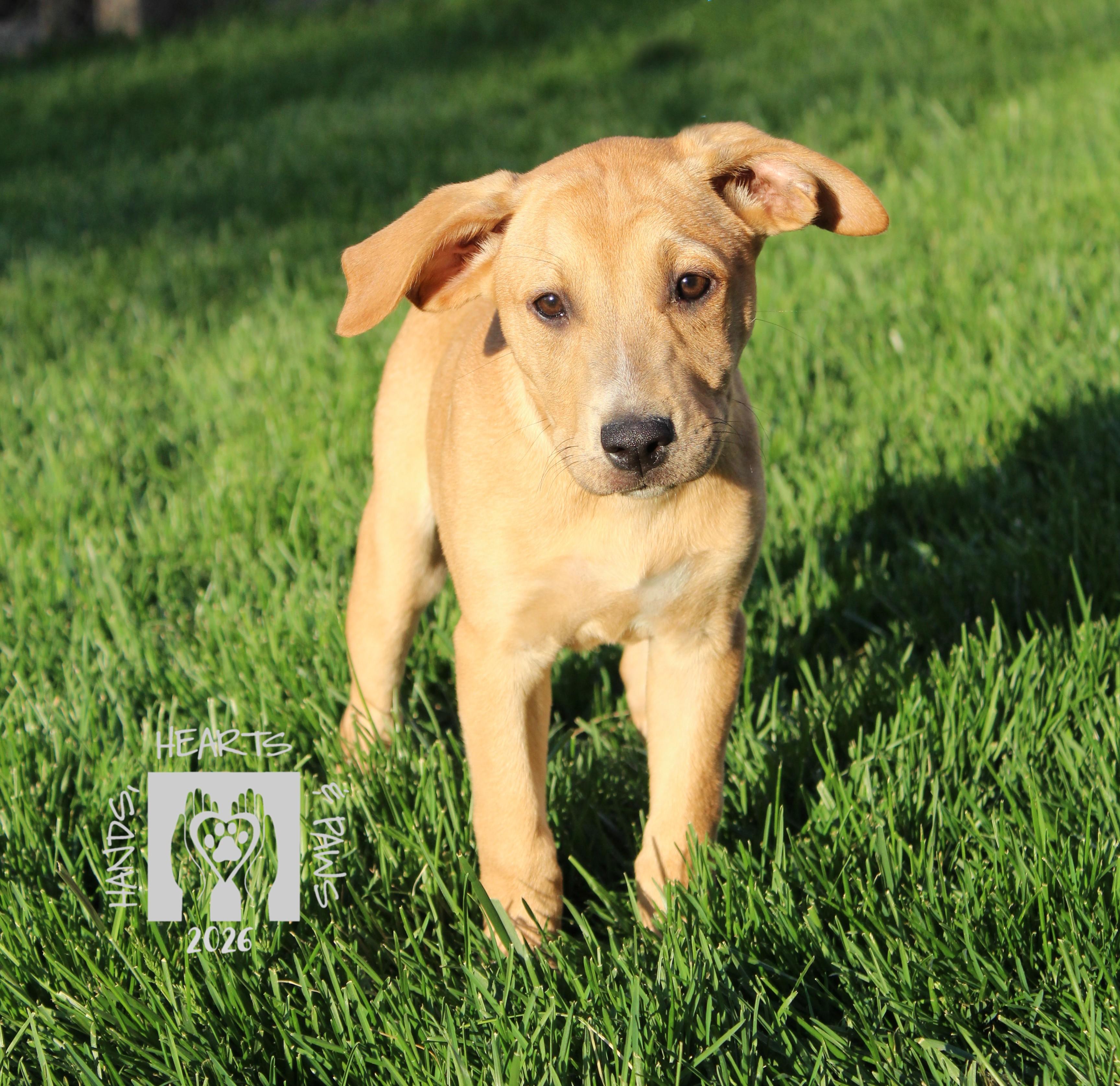 Enlarge Tequila Sunrise, an adopted mixed breed in Omaha, NE image 2/4