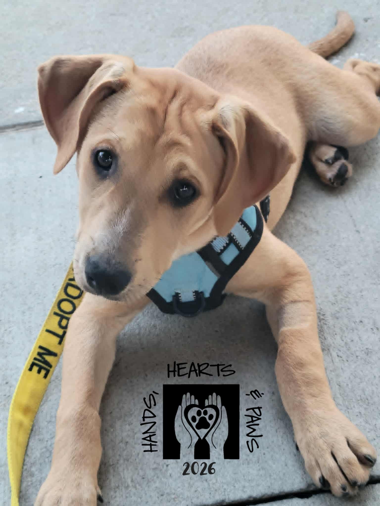 Enlarge Tequila Sunrise, an adopted mixed breed in Omaha, NE image 3/4