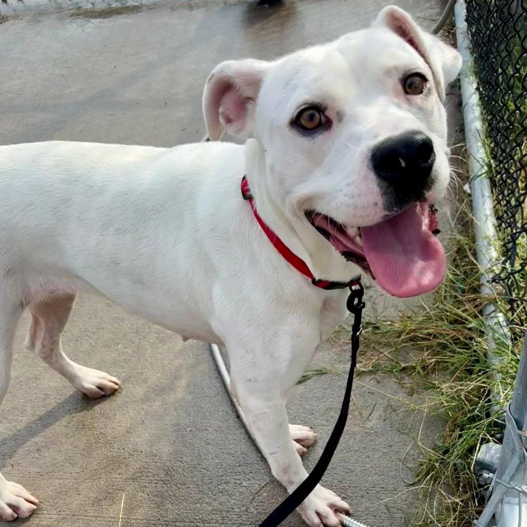 Enlarge Tia, a Adoptable mixed breed in St Joseph, MO image 1/2