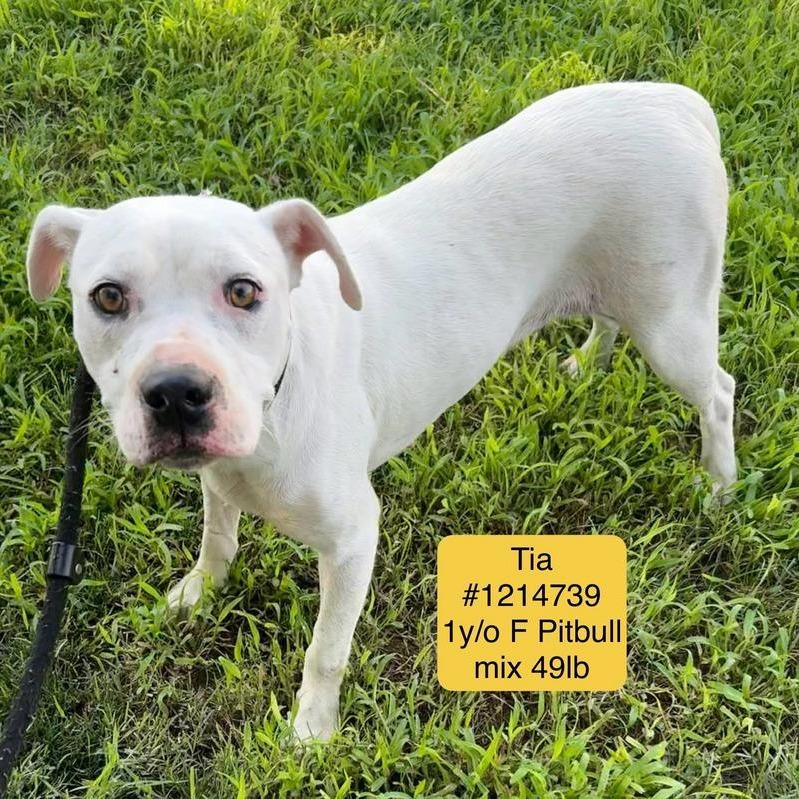 Enlarge Tia, a Adoptable mixed breed in St Joseph, MO image 2/2