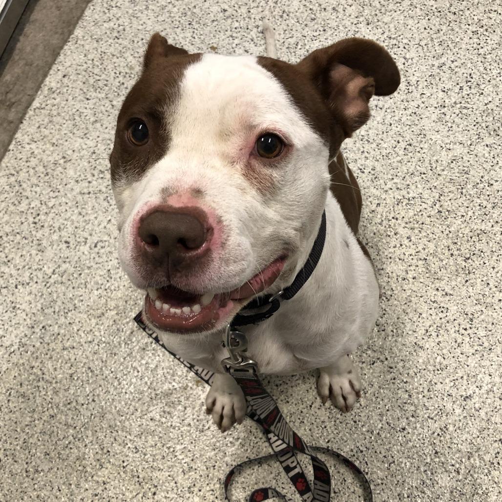 Enlarge Ranger Rick, a Adoptable Mixed Breed in Oak Park, IL image 1/1