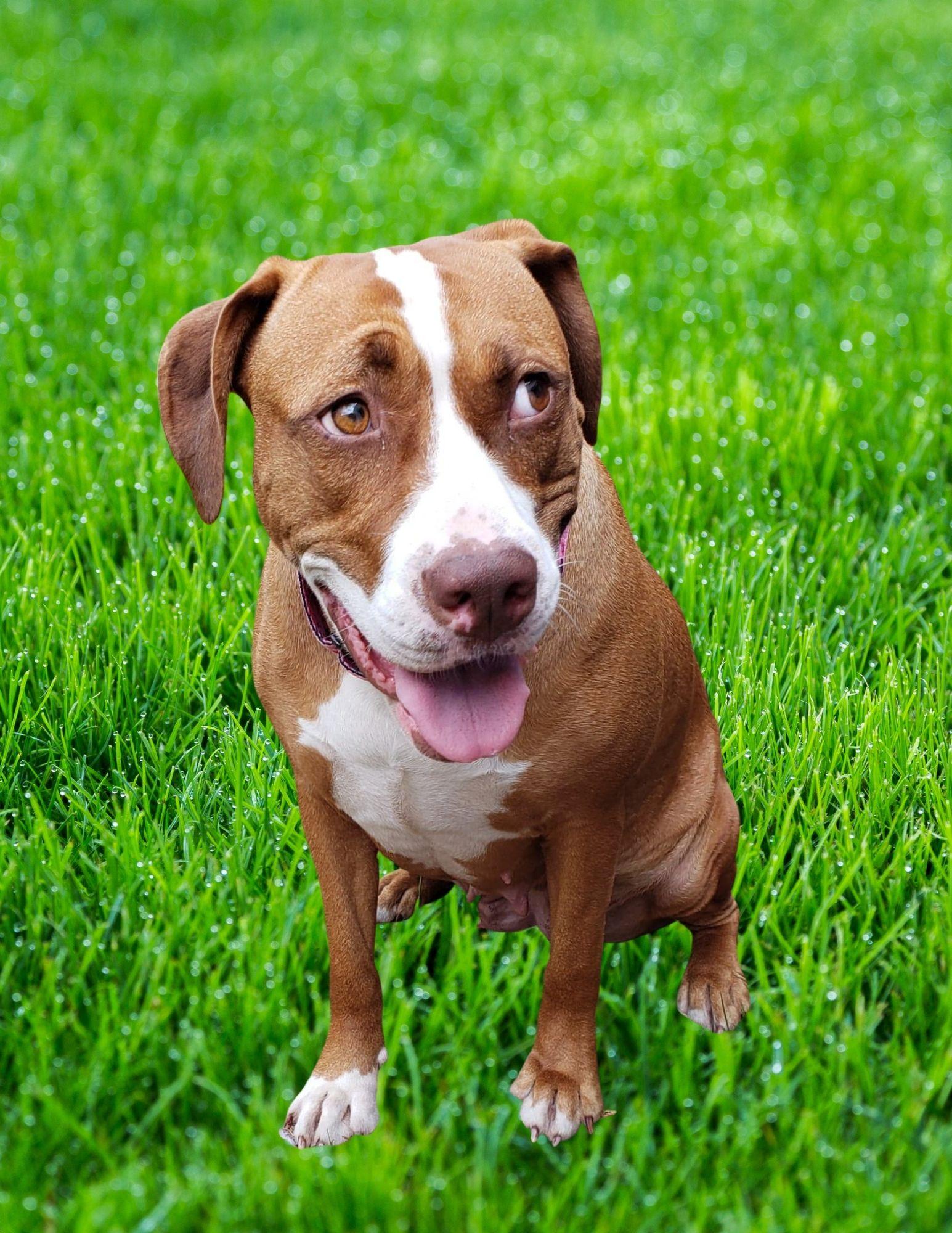Enlarge Mama, a Adopted mixed breed in Bradenton, FL image 2/2