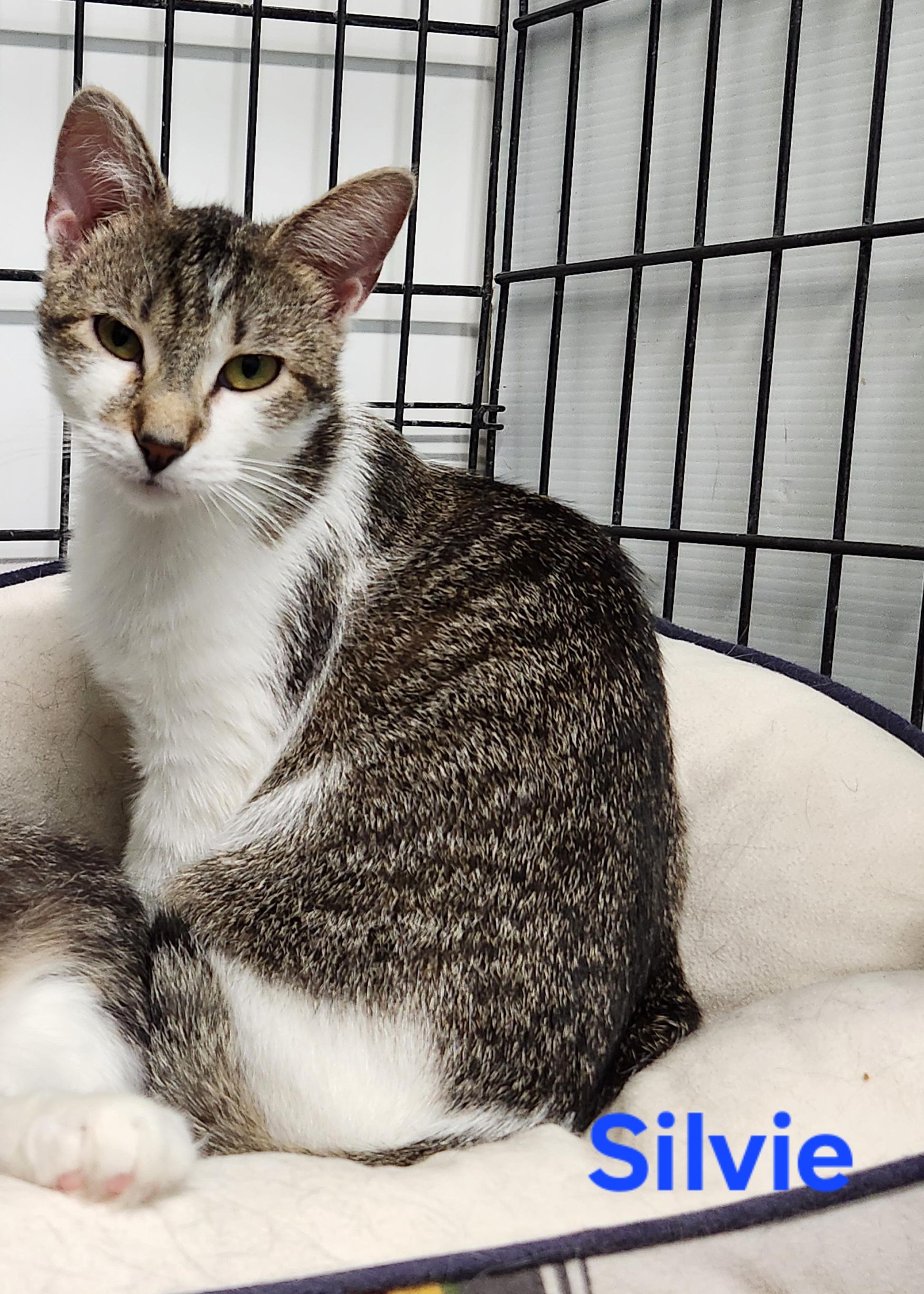 Enlarge Silvie, a ADOPTABLE mixed breed in Whitewater, WI image 2/5