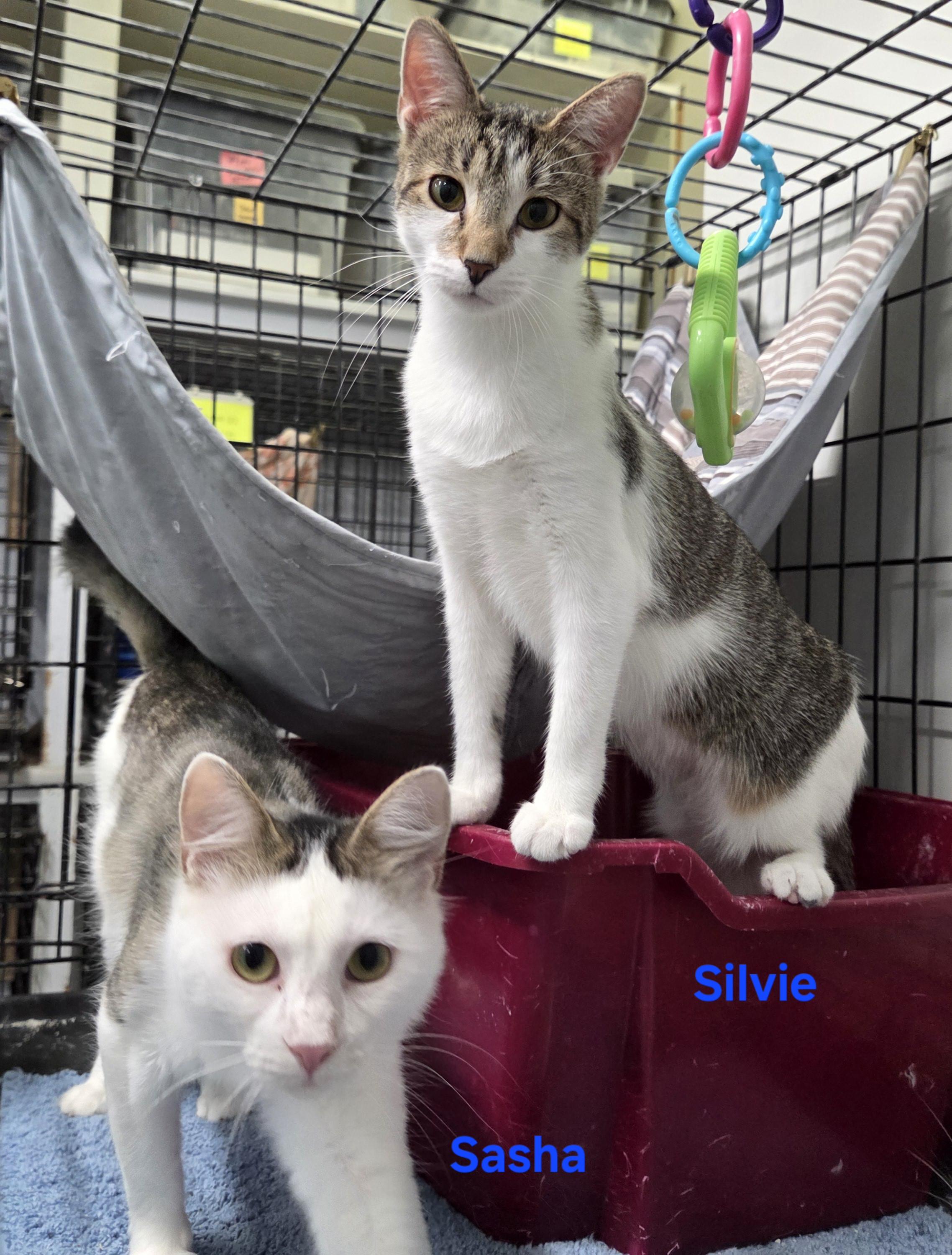 Enlarge Silvie, a ADOPTABLE mixed breed in Whitewater, WI image 3/5