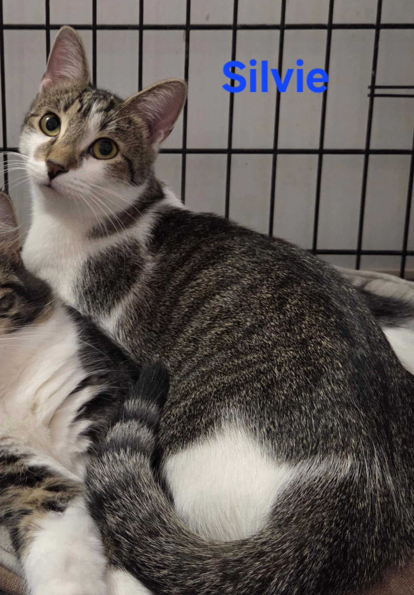 Enlarge Silvie, a ADOPTABLE mixed breed in Whitewater, WI image 4/5