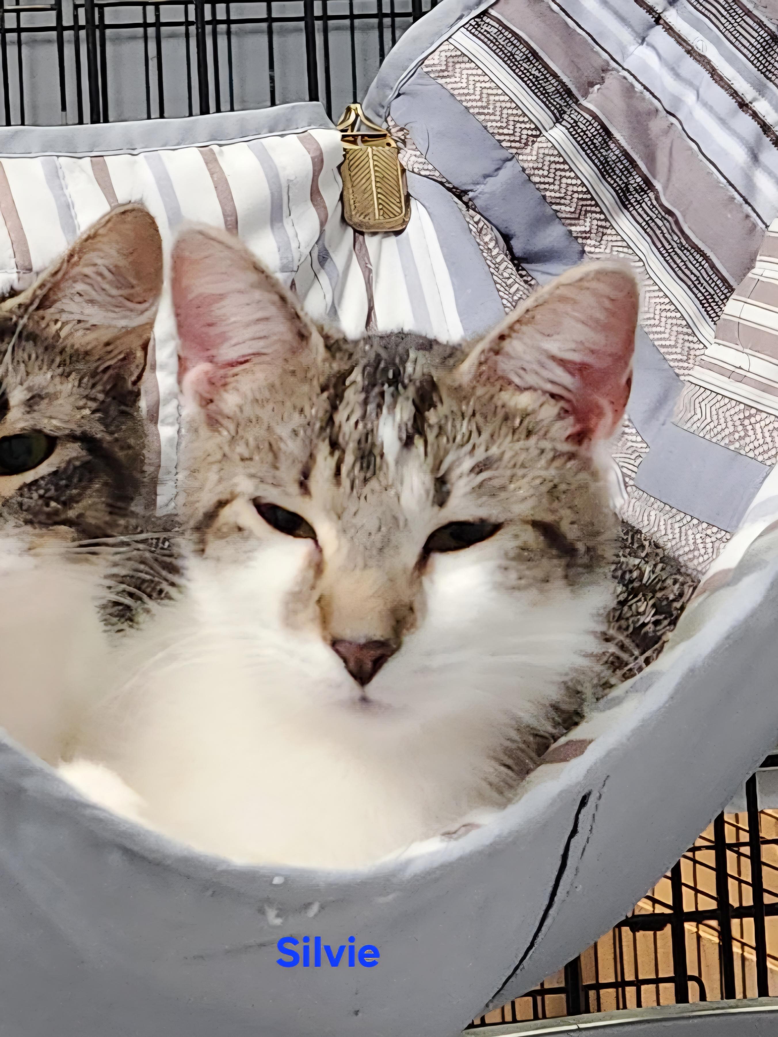 Enlarge Silvie, a ADOPTABLE mixed breed in Whitewater, WI image 5/5