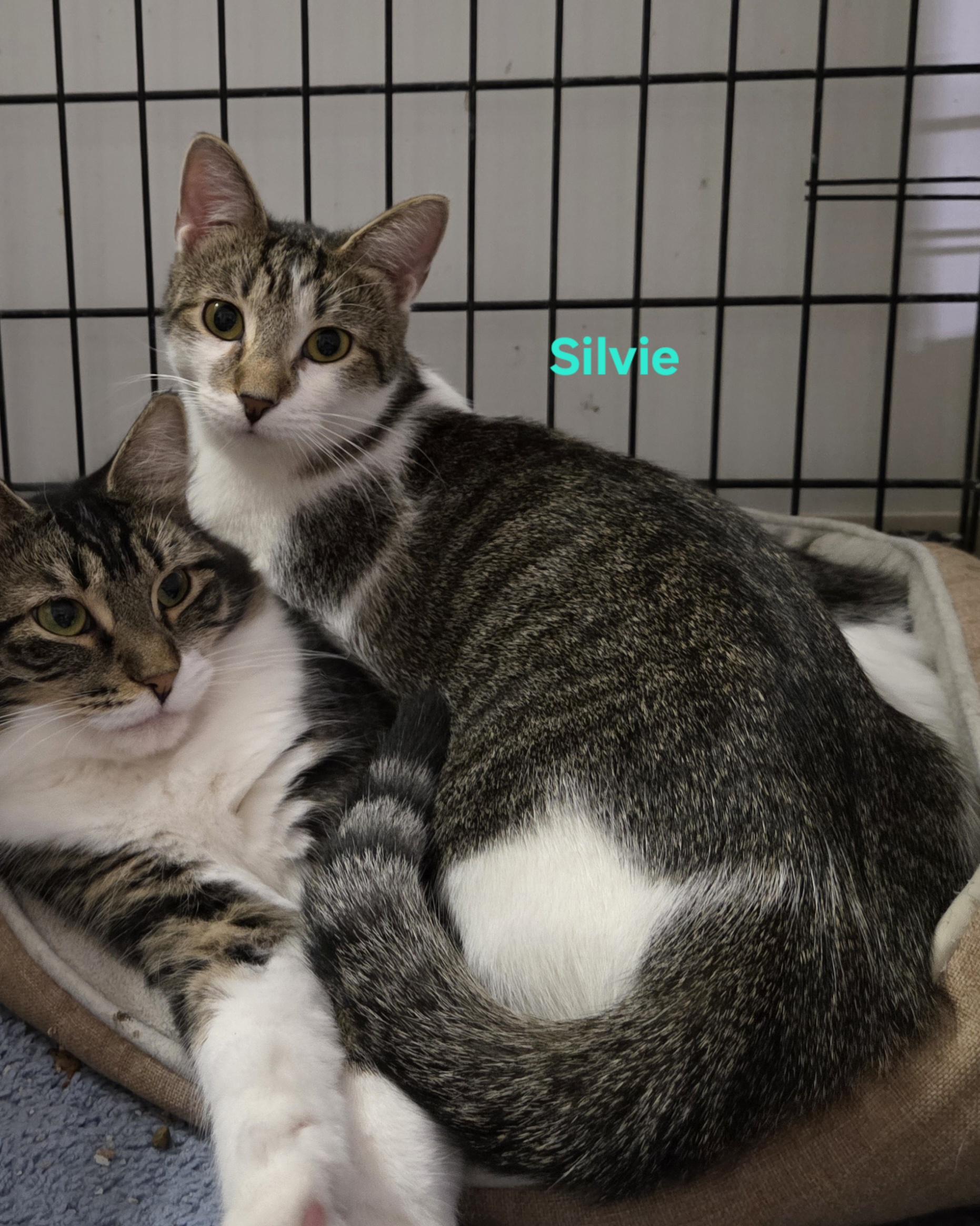 Enlarge Silvie, a ADOPTABLE mixed breed in Whitewater, WI image 1/5