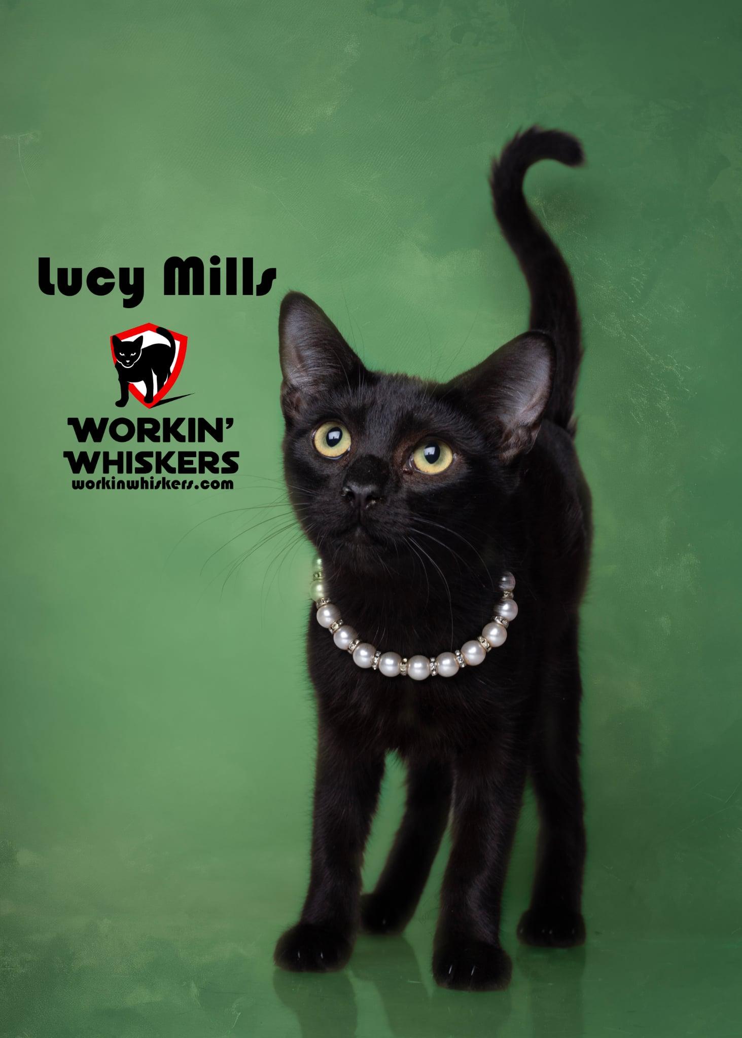 Enlarge LUCY MILLS, an adoption pending mixed breed in Murrieta, CA image 1/1