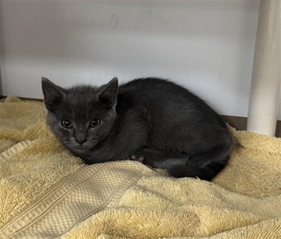 Enlarge TRAWLER, a Adoptable Domestic Short Hair in Boston, MA image 1/1