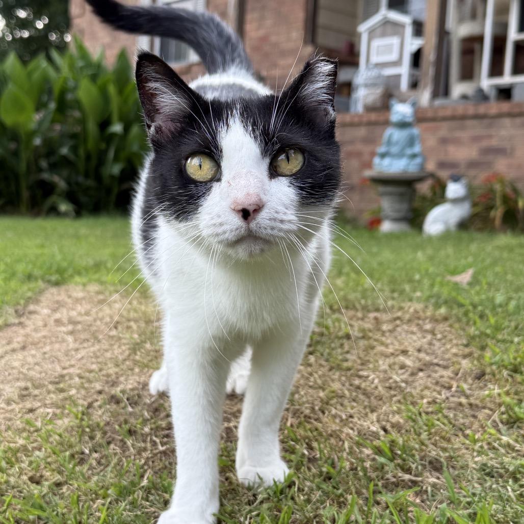 Leanna - Feral, Adoptable, Adult Female Domestic Short Hair.