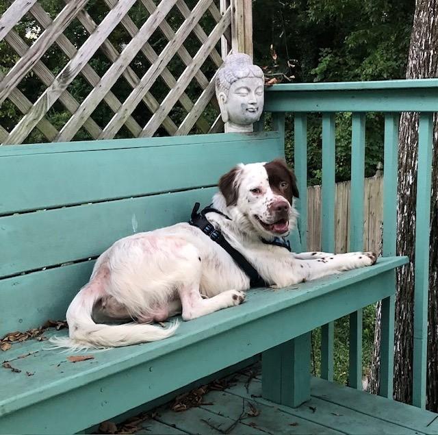 Marshmallow, a Adoptable mixed breed in Charlotte, NC image 4/6