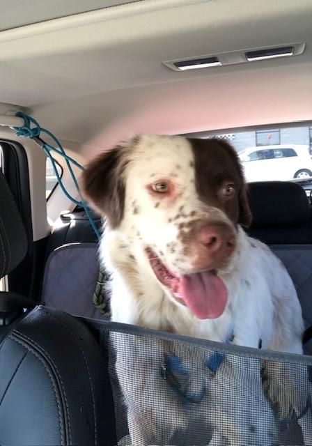 Marshmallow, a Adoptable mixed breed in Charlotte, NC image 2/6