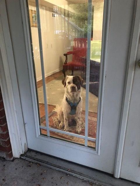 Marshmallow, a Adoptable mixed breed in Charlotte, NC image 6/6