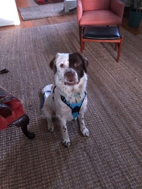 Marshmallow, a Adoptable mixed breed in Charlotte, NC image 3/6