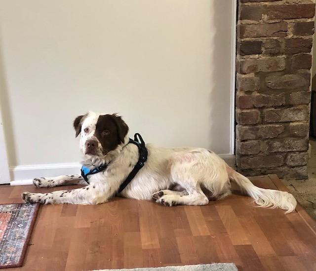 Marshmallow, a Adoptable mixed breed in Charlotte, NC image 5/6