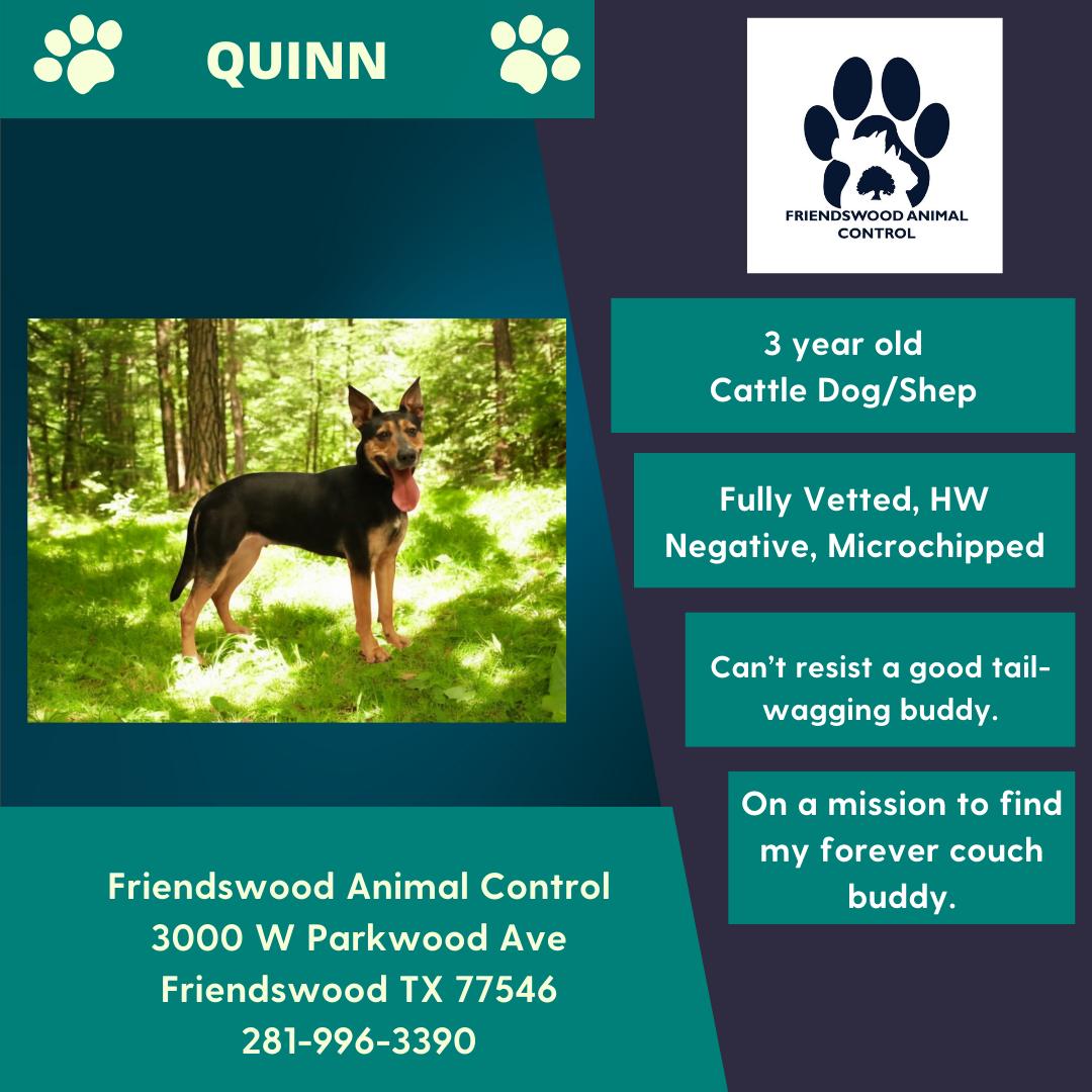 Quinn 2