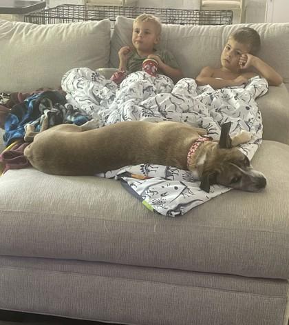 Enlarge Rza, a Adoptable Mixed Breed in Covington, LA image 1/3