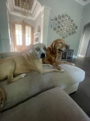 Enlarge Rza, a Adoptable Mixed Breed in Covington, LA image 2/3