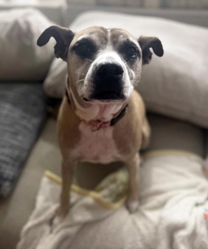 Enlarge Rza, a Adoptable Mixed Breed in Covington, LA image 3/3