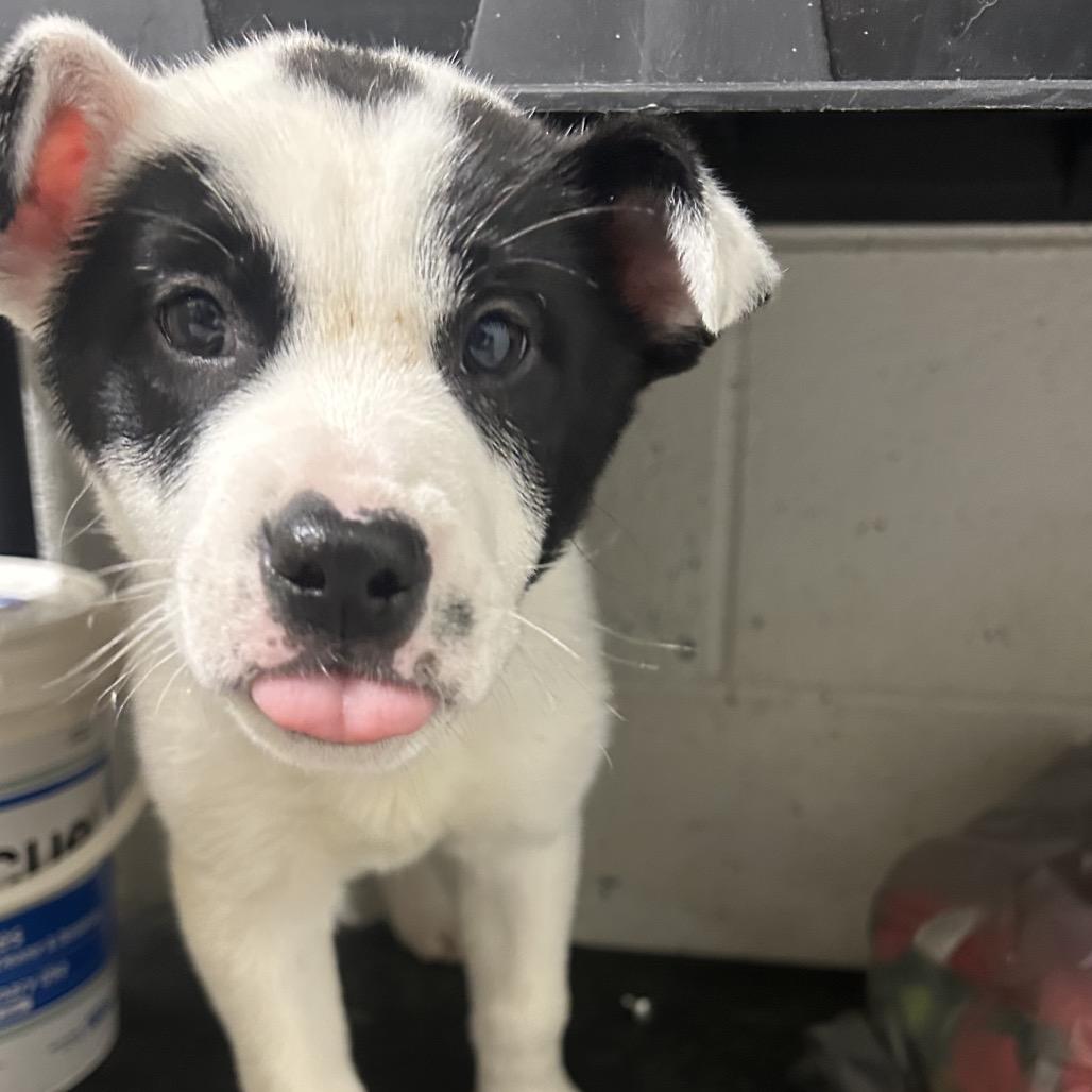 Bolt, Adoptable, Puppy Male Pit Bull Terrier.