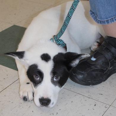 Enlarge Bolt, a Adoptable mixed breed in Birmingham, AL image 2/2
