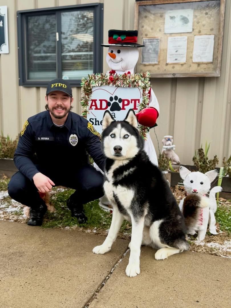 Enlarge Niko, a Adoptable Husky in Somerset, NJ image 4/4