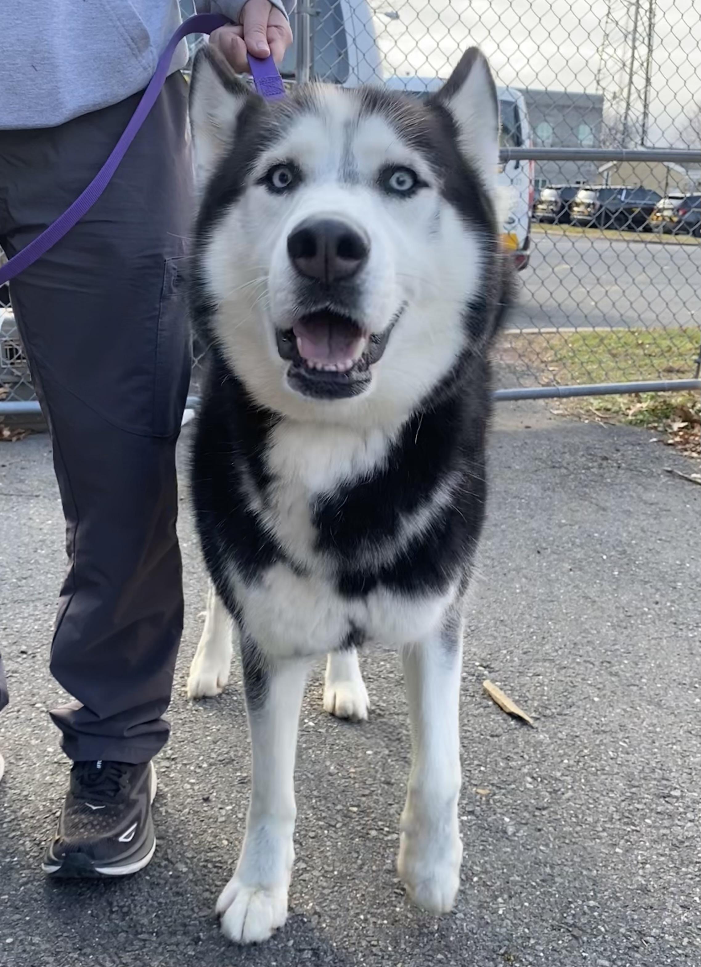 Niko, a Adoptable Husky in Somerset, NJ image 1/3