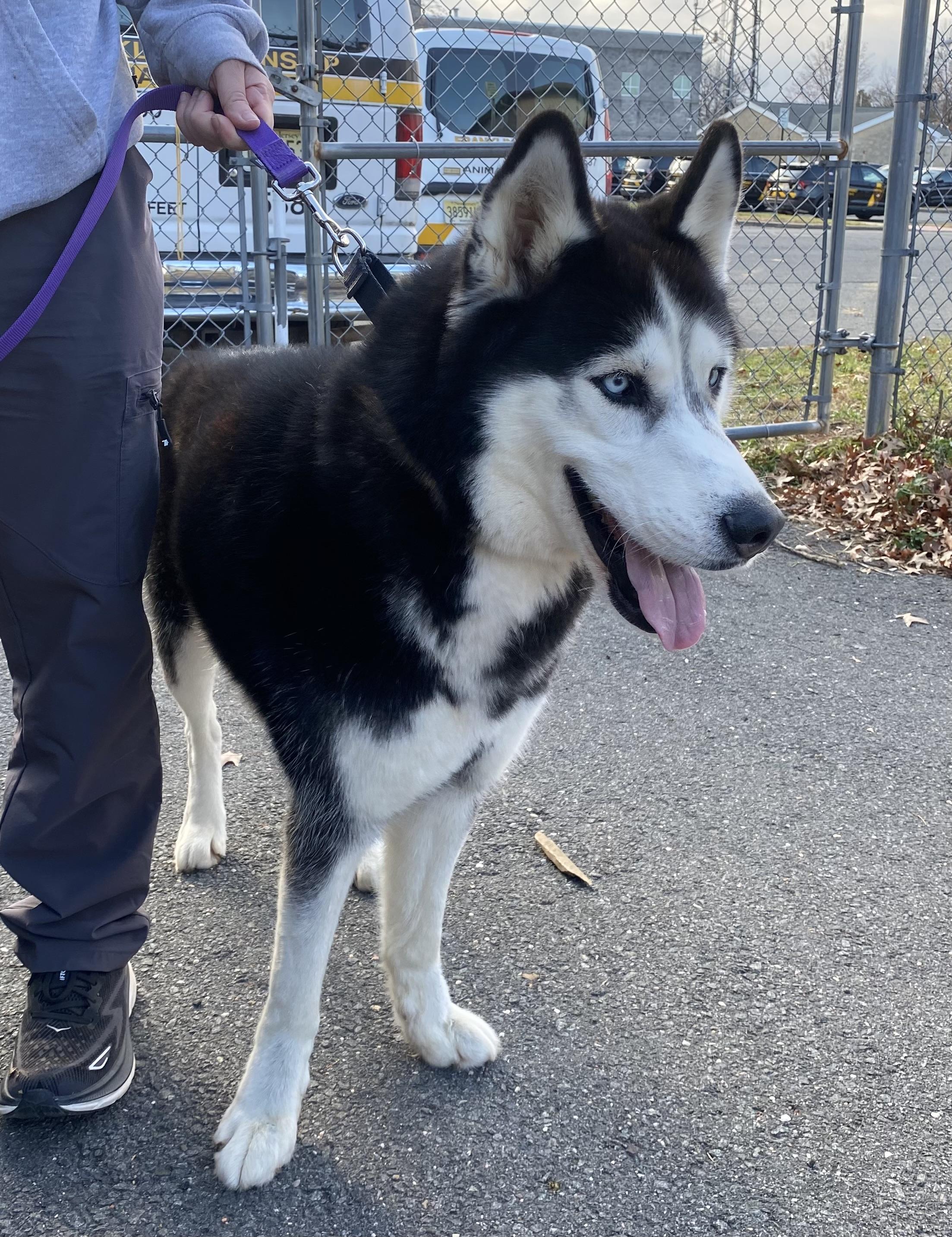 Niko, a Adoptable Husky in Somerset, NJ image 2/3